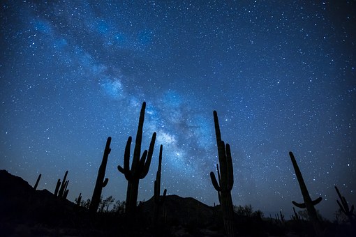 desert cacti pointing towards the sky