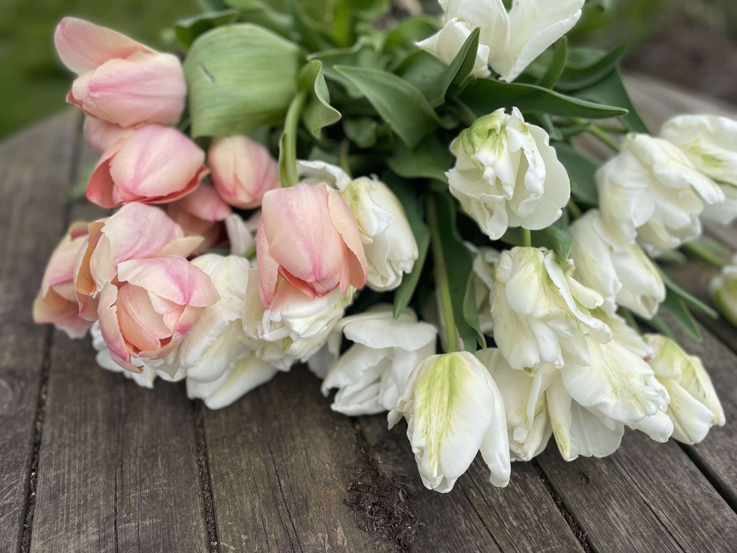 Tulips are spring flowers from age Green Flower Farm