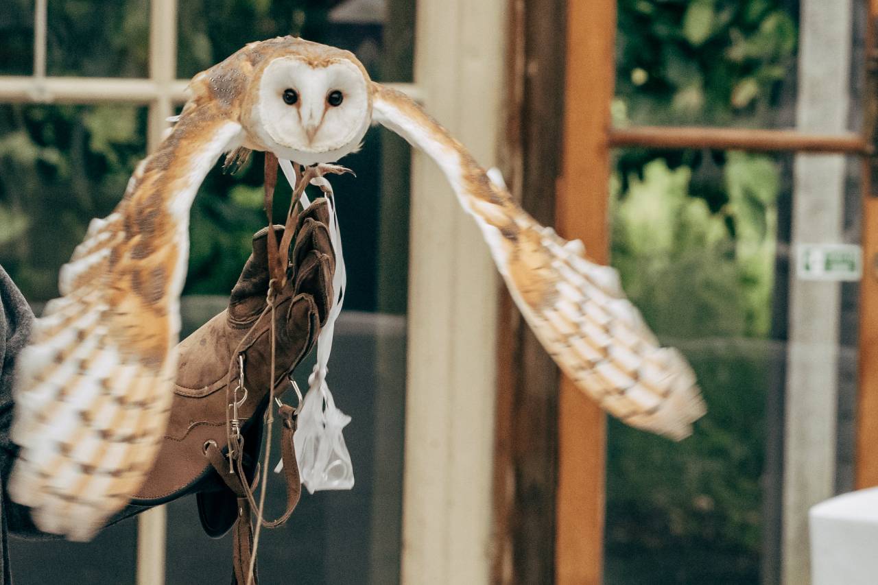Experiential wedding design ideas- Barn Owl Billie as the ring bearer