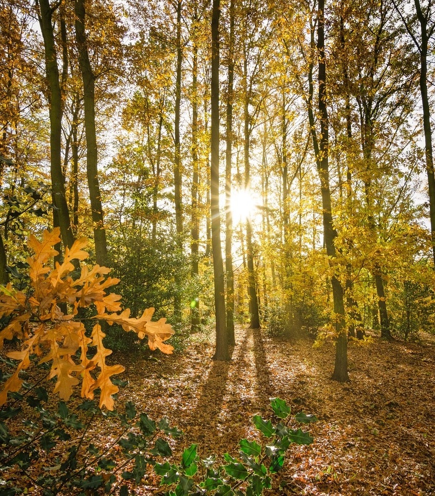 Immersive wedding experience- dedicate a tree or woods to your guests
